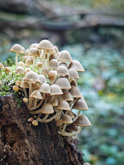 A dense group of Coprinellus disseminatus mushrooms grows from a mossy tree stump, displaying...