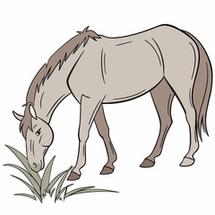 Obraz premium Light brown horse eating grass equine animal