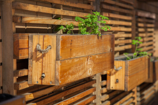 Herb garden in boxes on the wall