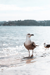 Seagulls on the Lisbon waterfront in motion