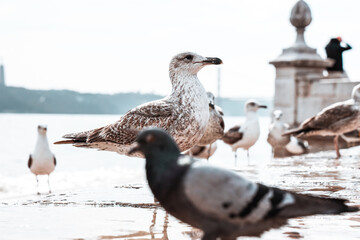 Seagulls on the Lisbon waterfront in motion