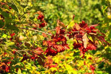 Red viburnum berries in the autumn garden	
