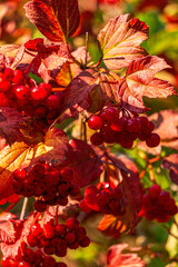 Red viburnum berries in the autumn garden	