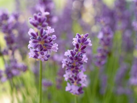 Bunch of purple flowers with a few white flowers in the middle