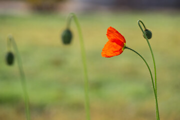 A single red poppy in a flowerbed