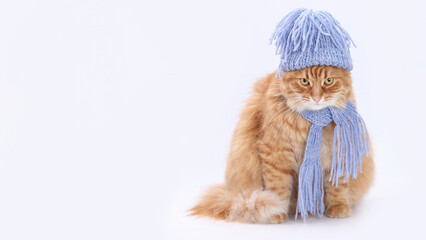 Cute ginger cat in blue knitted hat and scarf sitting on white background. Winter pet fashion concept, cozy seasonal image for Christmas or cold weather themes.