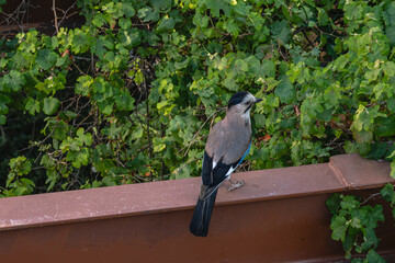 A bird from the genus of jays of the Vranov family of the sparrow-like order. A small bird with blue wings sits by a tree on a metal support.
