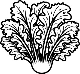 Obraz premium Hand drawn bunch of fresh leafy lettuce vegetable isolated on white background, vintage botanical engraving