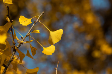 Yellow leaves of ginkgo biloba on a tree branch. Autumn landscape. The concept of traditional...