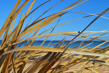 Brightly colored reed stalks against clear blue sky and sea, close up view.