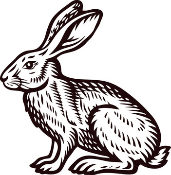 Hand drawn vintage engraved hare sitting in profile black and white detailed sketch illustration