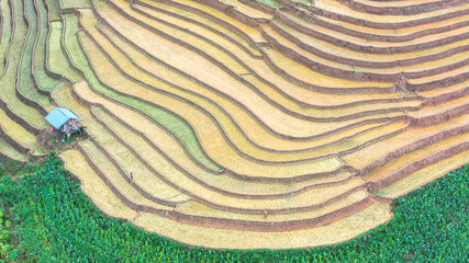 Hmong farmers prepare their fields and plant rice on terraced fields in Mu Cang Chai, Yen Bai....