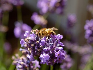 Bee is on a purple flower