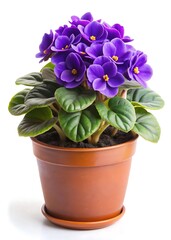 Vibrant purple african violet in pot showcasing floral beauty indoors perfectly isolated
