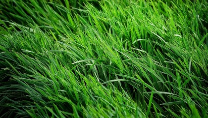 Fototapeta premium green grass texture with fresh natural lawn blades