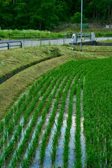 田んぼ
