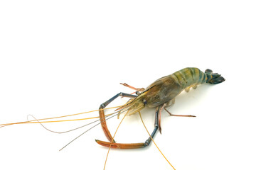 Fresh river prawns isolated on white background. Big freshwater prawns. River prawns for cooking.