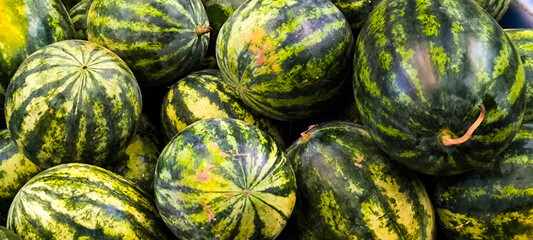 Fresh watermelon from the orchard. Agricultural products.