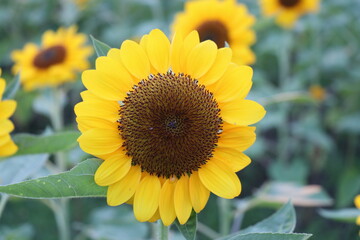 Sunflowers blooming in the park