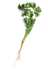 close up and flat lay Coriander fresh green vegetables on a white background