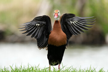 Black-bellied Whistling Duck