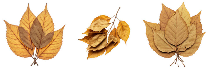 A set of bunches of fragile leaves