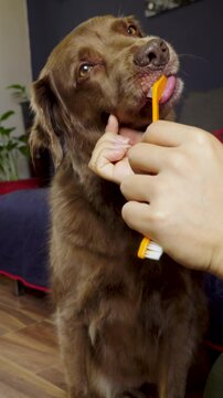 Person carefully brushes a brown dog's teeth using an orange toothbrush during a home dental care routine.