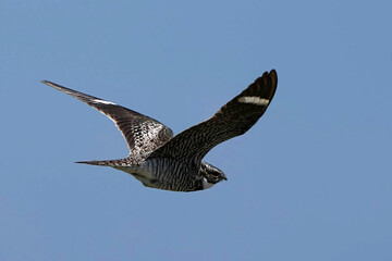 Common Nighthawk - Colorado
