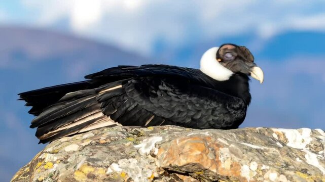 “El Condor Pasa” 縄文とネィティブアメリカンのコラボ…壁飾り Condor Andino Images – Browse 305 Stock Photos, Vectors, and