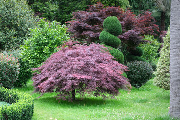 Vibrant garden with a purple Japanese maple, sculpted topiary, and lush greenery creating a...