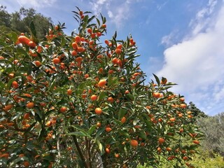 pianta di agrumi