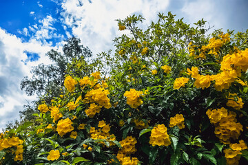Yellow elder, Yellow trumpet, Trumpet vine flowers, Ginger Thomas. Tecoma stans or yellow bell blooming with nature background. Beautiful yellow flowers blossom with green leaves. Nature wallpaper.