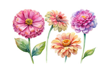set of watercolor Zinnia Branch vector illustration isolated on white background
