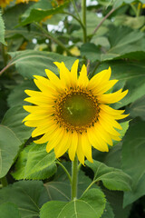 Yellow sun flowers in  garden.