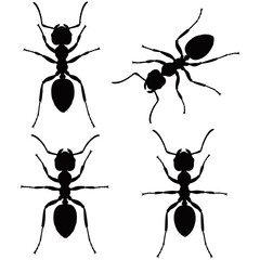 Black ants vector set, tiny insects forming a team of worker ants, with macro close-up details of their antenna, jaw, and legs against a white background