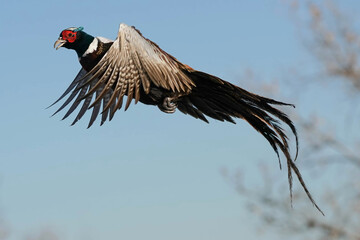 Ring-necked Pheasant Rooster - Flight