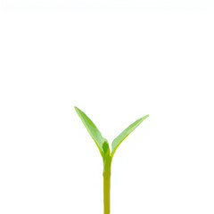 Green Sprout Emerging in Spring Sunlight

