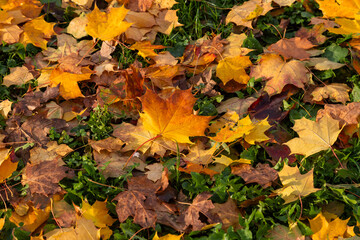 Colorful maple leaves cover the green grassy ground, showcasing the beauty of the autumn season.