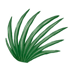 Hand drawn watercolor green tropical leaves. Illustration clipart isolated on white background.