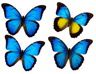 Bullseye with darts stuck in the center pg - Firefly_set of beautiful blue green yellowbutterflys isolated on white or transparent 