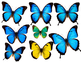 Bullseye with darts stuck in the center pg - Firefly_set of beautiful blue green yellowbutterflys isolated on white or transparent 