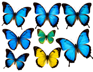 Bullseye with darts stuck in the center pg - Firefly_set of beautiful blue green yellowbutterflys isolated on white or transparent 