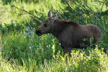 Baby Moose - Flowers - Colorado