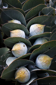 Eucalyptus macrocarpa / mallee eucalyptus flower buds and leaves