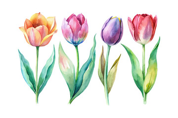 set of watercolor Tulip Branch vector illustration isolated on white background