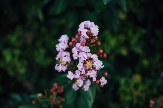 Fototapeta Purple flowers and red berries