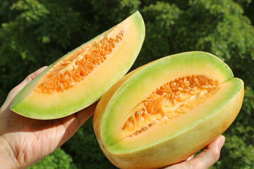 Delectable Fresh Ripe Thai Melon in Hands against Green Foliage in the Backdrop