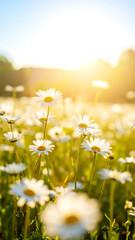 Wiese mit Gänseblümchen 