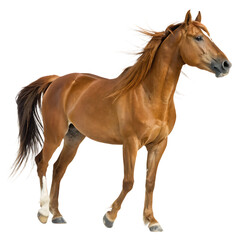 Obraz premium A strong and beautiful brown stallion standing in a majestic pose isolated on a transparent background png