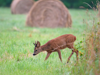 Roe deer buck walking in a plain with haystacks. Capreolus capreolus, Sologne, Loiret 45, région Centre Val de Loire, France, European Union, Europe